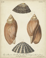 Antique Knorr Shells V