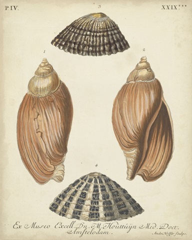 Antique Knorr Shells V