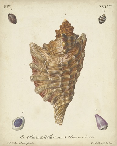 Antique Knorr Shells VI