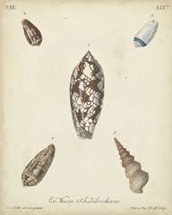 Antique Knorr Shells VII