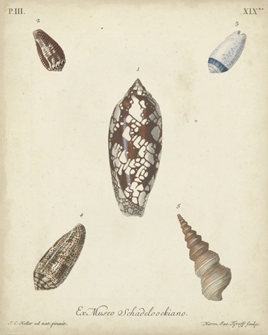 Antique Knorr Shells VII