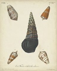 Antique Knorr Shells VIII