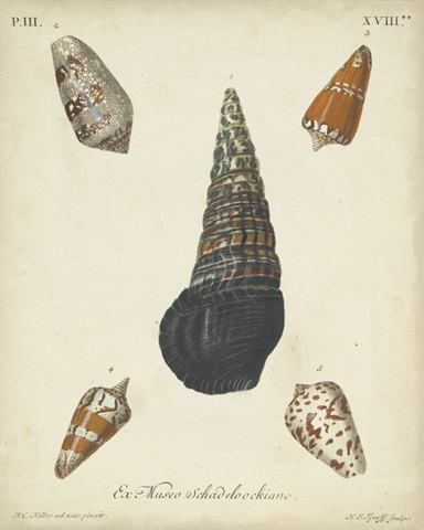 Antique Knorr Shells VIII