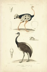 Antique Ostrich Study