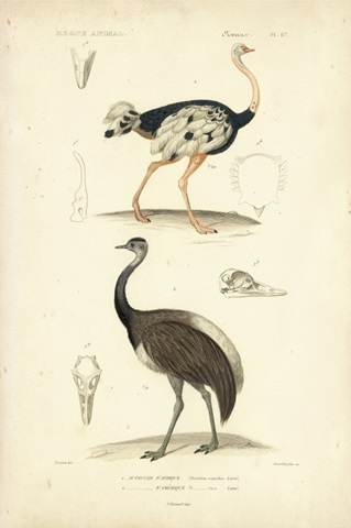 Antique Ostrich Study