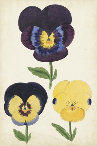 Antique Pansies I