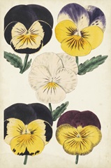 Antique Pansies II