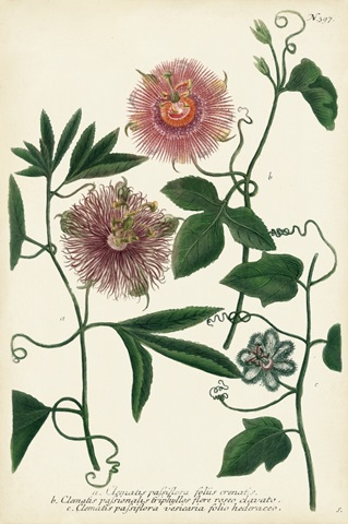 Antique Passion Flower I