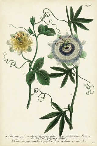 Antique Passion Flower II