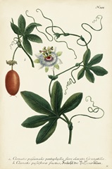 Antique Passion Flower III