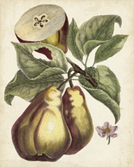 Antique Pear Study I