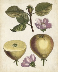 Antique Pear Study IV