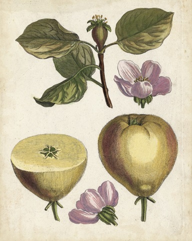 Antique Pear Study IV