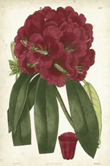 Antique Rhododendron I