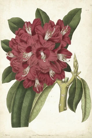 Antique Rhododendron II