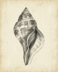 Antique Shell Study II
