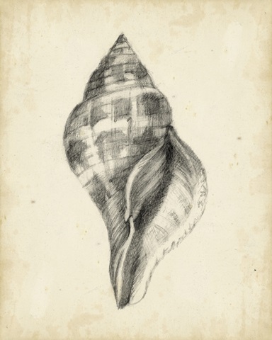 Antique Shell Study II