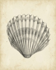 Antique Shell Study III