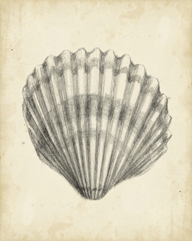 Antique Shell Study III