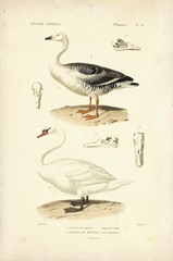 Antique Swan Study