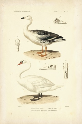 Antique Swan Study