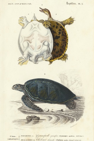 Antique Turtle Duo I