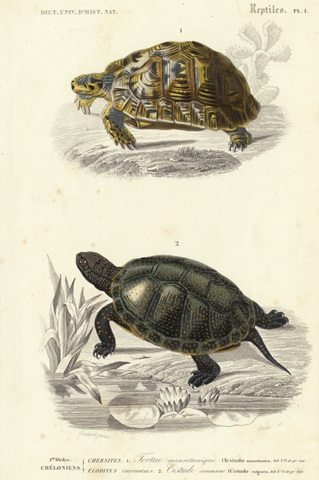 Antique Turtle Duo II