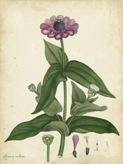 Antique Zinnia