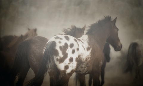 Appaloosa