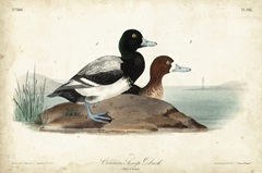 Audubon Ducks III