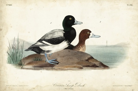 Audubon Ducks III