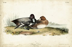 Audubon Ducks IV