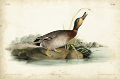 Audubon Ducks V