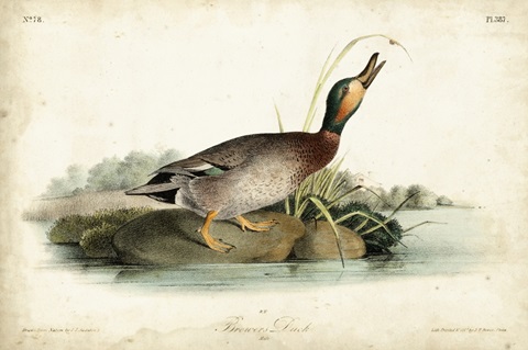 Audubon Ducks V