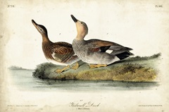 Audubon Ducks VI