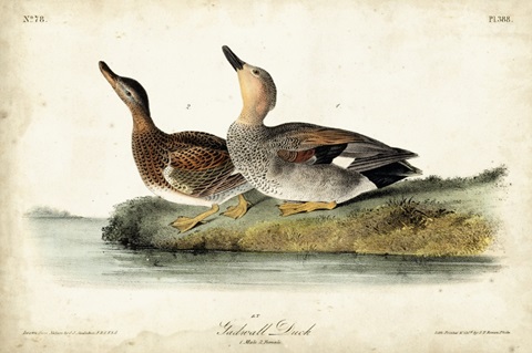 Audubon Ducks VI