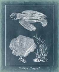 Azure Sea Turtle Study II