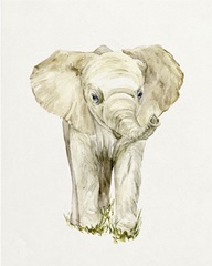 Baby Elephant II
