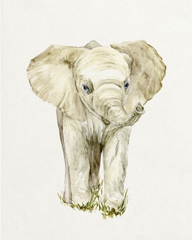 Baby Elephant II