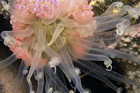 Ballerina - Thailand