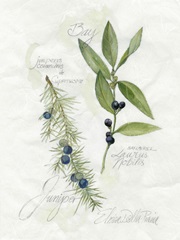 Bay Leaf and Juniper