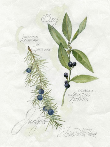 Bay Leaf and Juniper