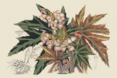 Begonia Varieties I