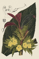 Begonia Varieties II