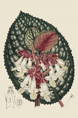 Begonia Varieties III