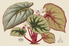 Begonia Varieties IV