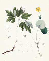 Berge Botanicals III