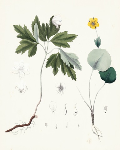 Berge Botanicals III