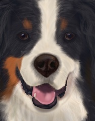 Bernese Big Dog
