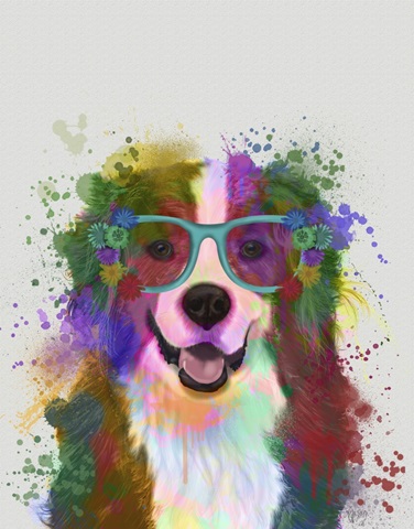 Bernese Rainbow Splash